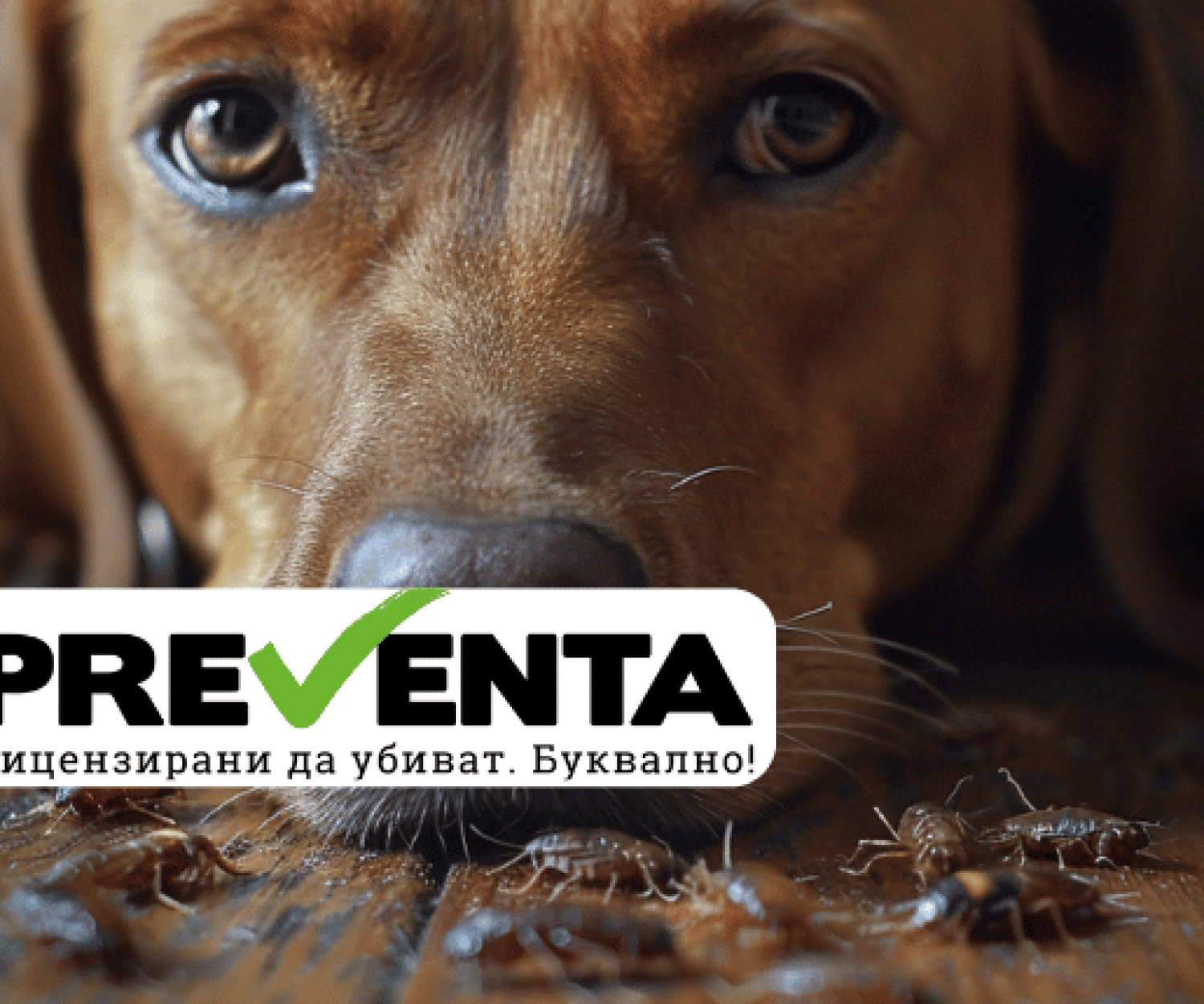 Как да отървем кучето си от бълхи: 10 изпитани домашни рецепти