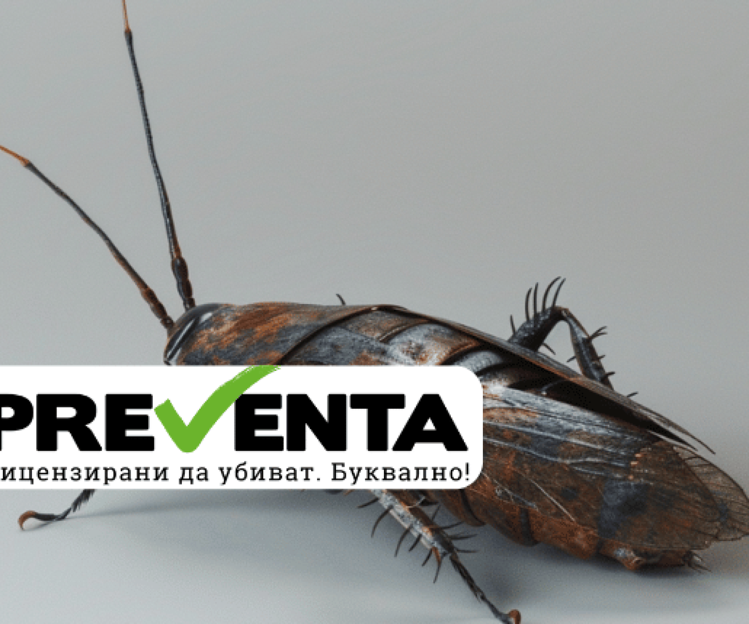Къде отиват умрелите хлебарки