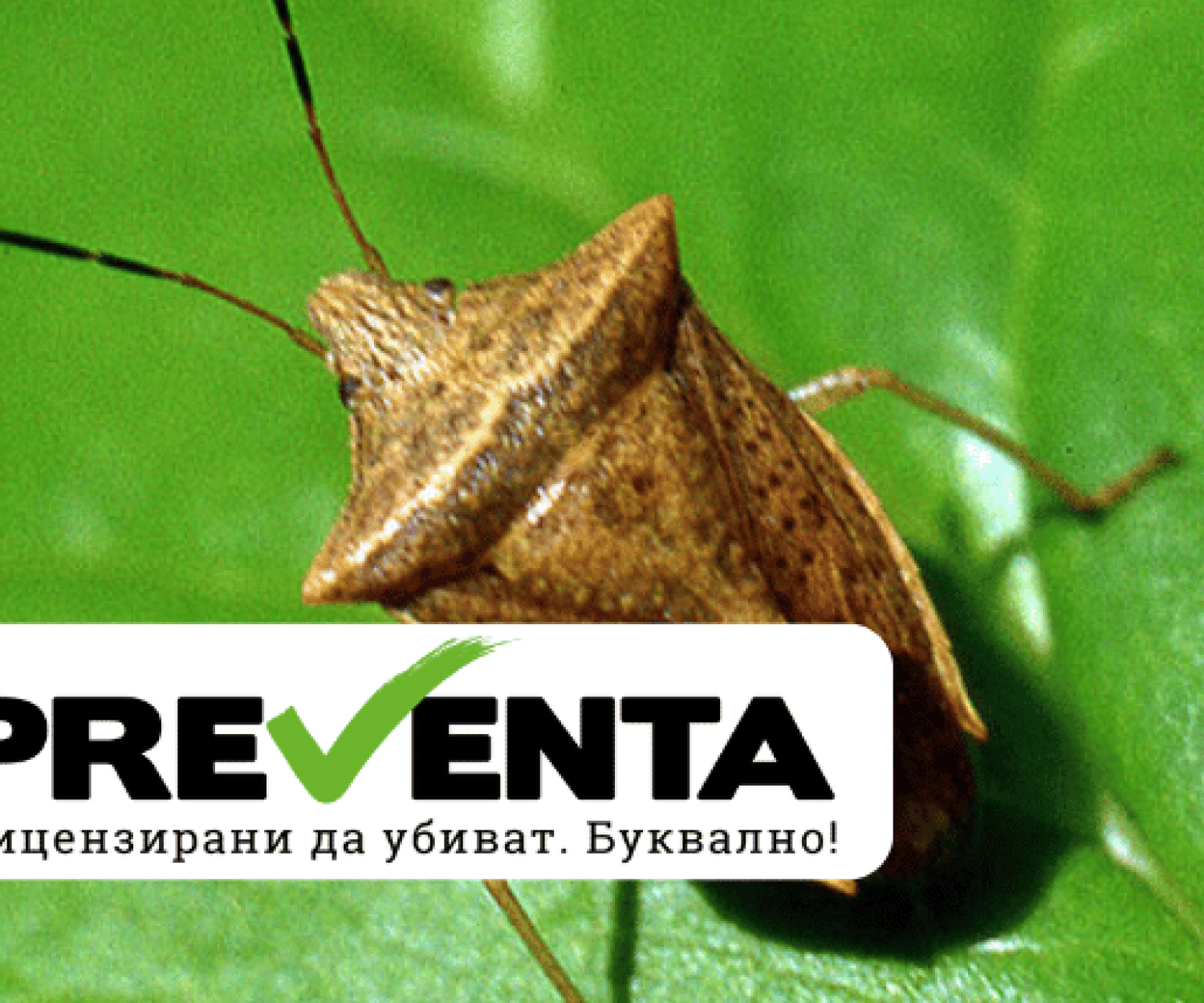 Как да се отървем от миризливките в 5 стъпки?