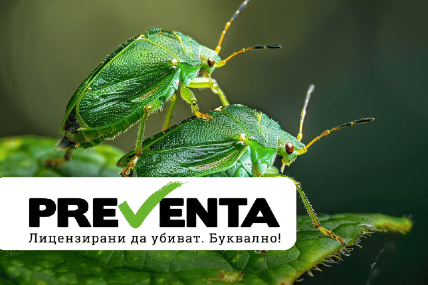 Фактите не миришат: 5 неща, които трябва да знаете за миризливките