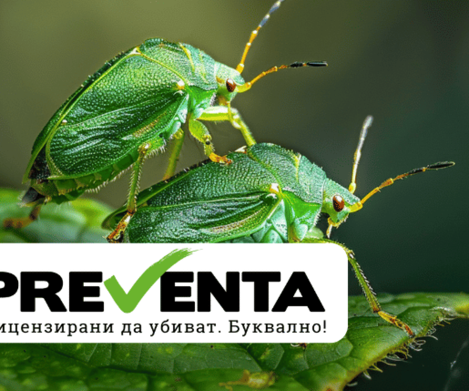 Фактите не миришат: 5 неща, които трябва да знаете за миризливките