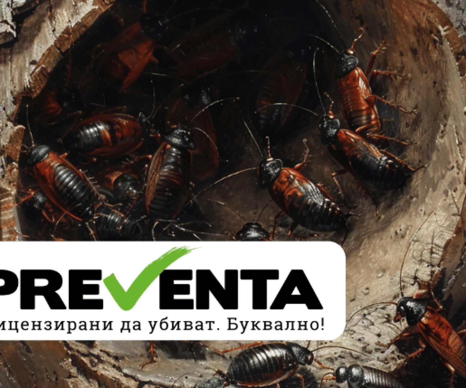 Как да изкараме хлебарките от скривалищата им, за да ги унищожим