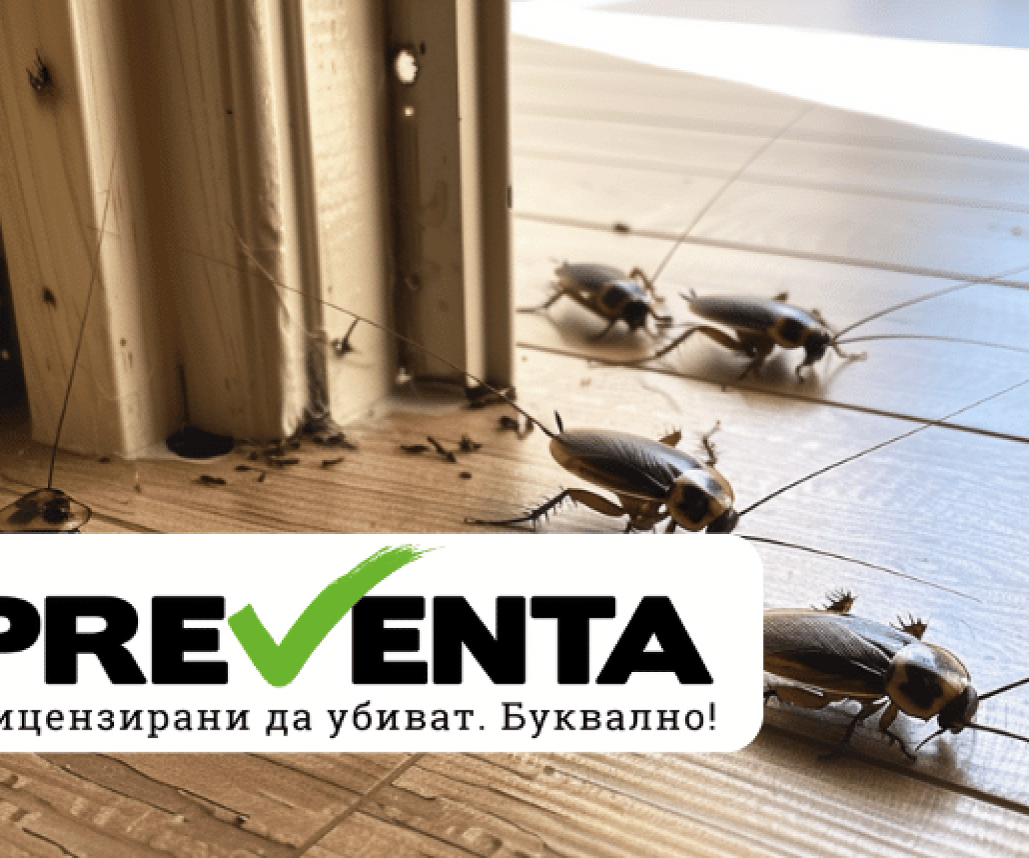 Как да предотвратим проникването на хлебарки в дома си?